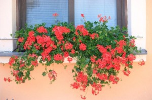 Balkonové květiny Magda Lebišová